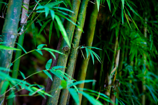 竹子风景图