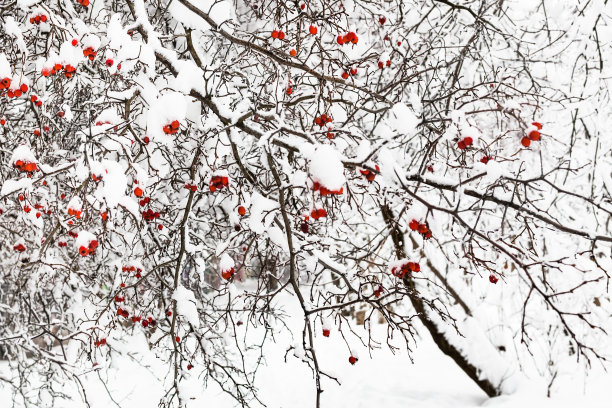 红果和白雪