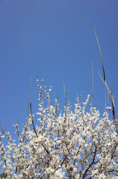 高雅的白梅花高清特写