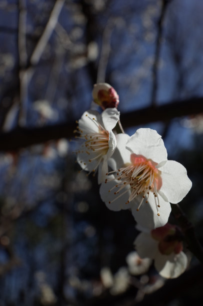 高雅的白梅花高清特写