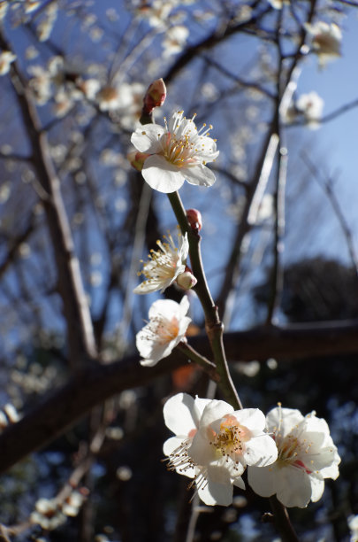 高雅的白梅花高清特写