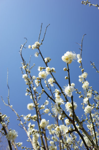 高雅的白梅花高清特写