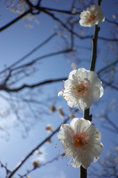 高雅的白梅花高清特写