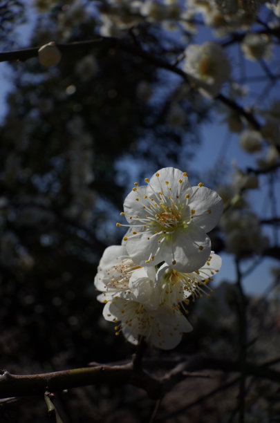 高雅的白梅花高清特写