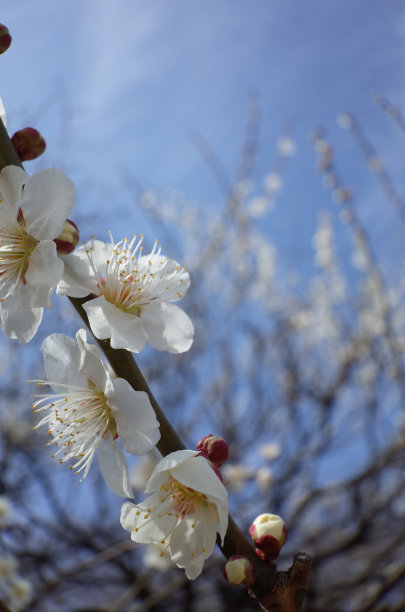 高雅的白梅花高清特写