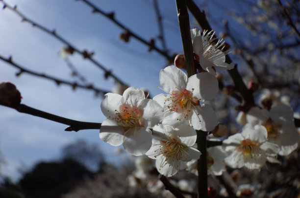 高雅的白梅花高清特写