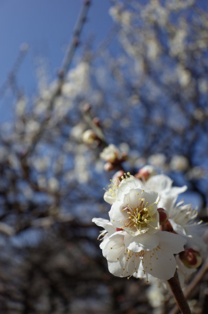 高雅的白梅花高清特写