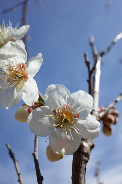 高雅的白梅花高清特写