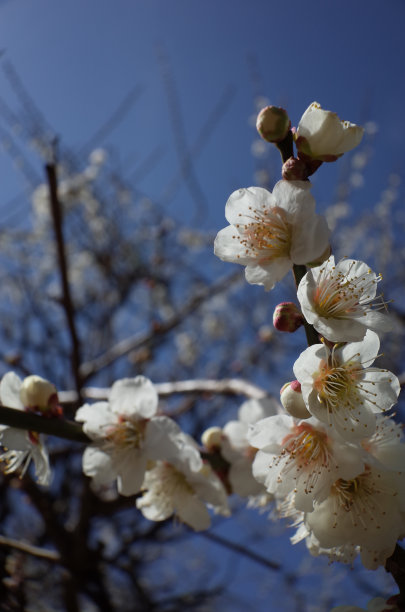 高雅的白梅花高清特写