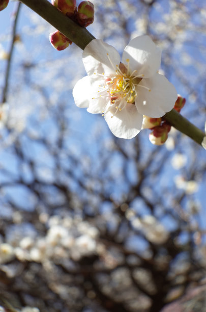 高雅的白梅花高清特写