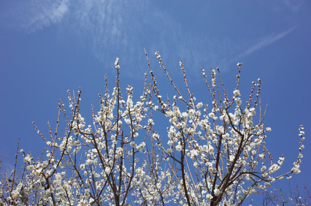 高雅的白梅花高清特写