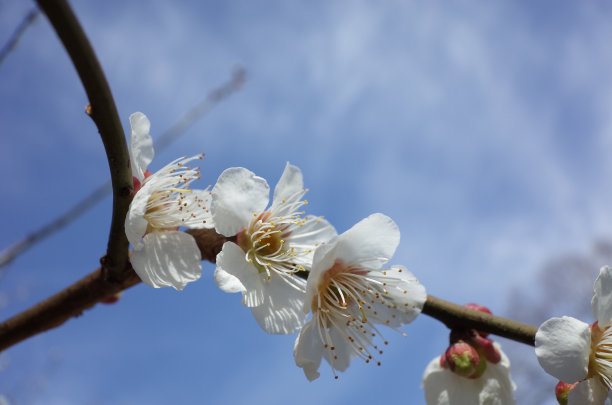 高雅的白梅花高清特写