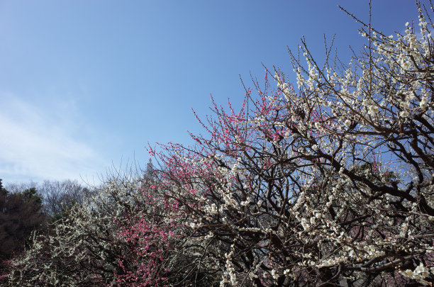 高雅的白梅花高清特写