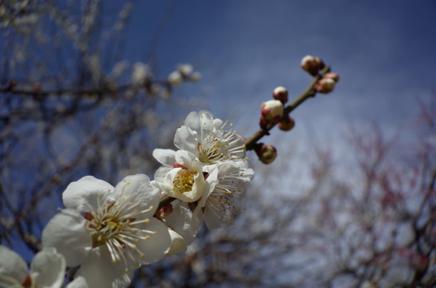 高雅的白梅花高清特写