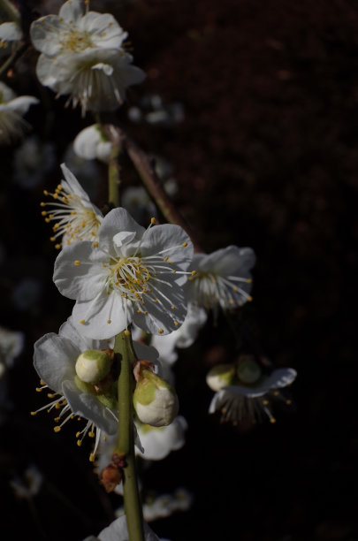 高雅的白梅花高清特写