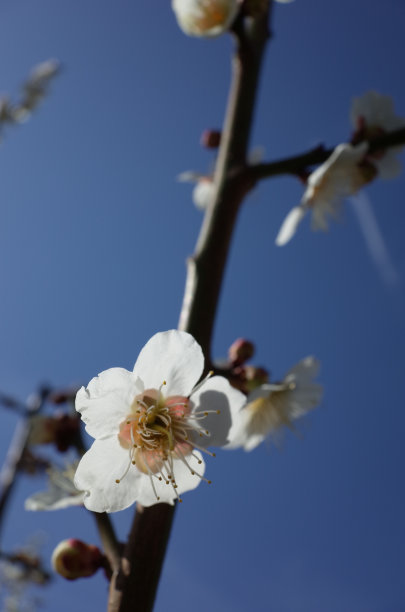 高雅的白梅花高清特写