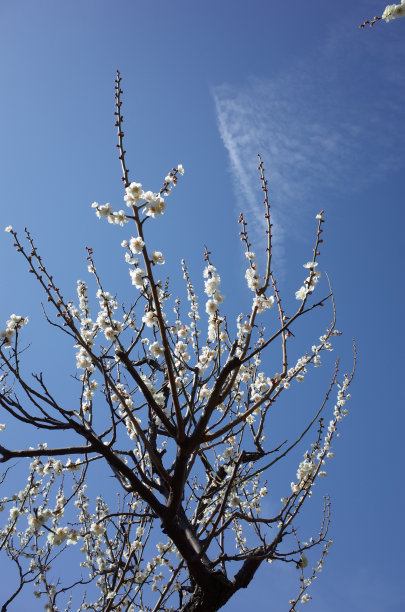 高雅的白梅花高清特写