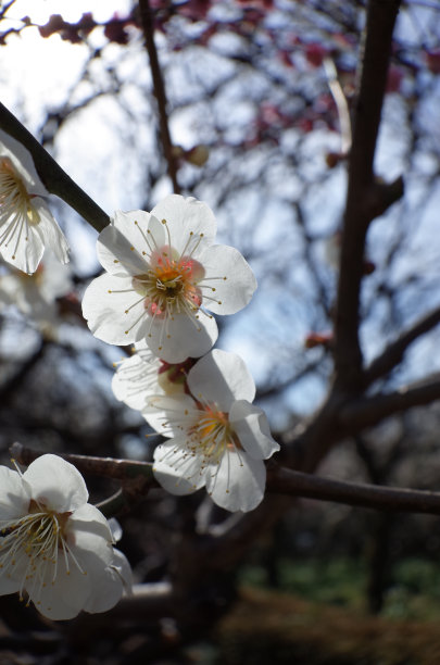 高雅的白梅花高清特写