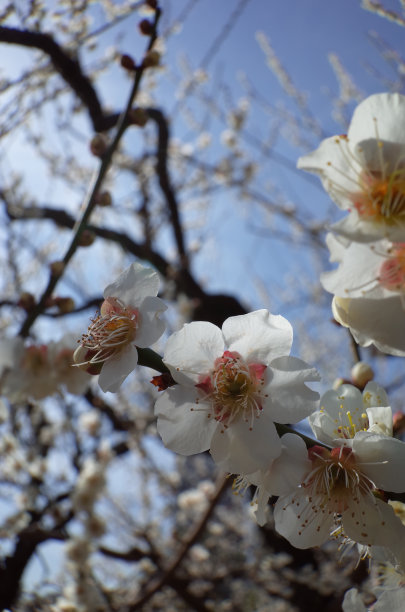 高雅的白梅花高清特写