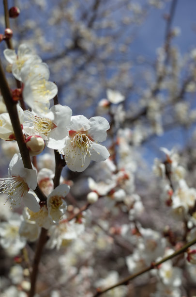 高雅的白梅花高清特写