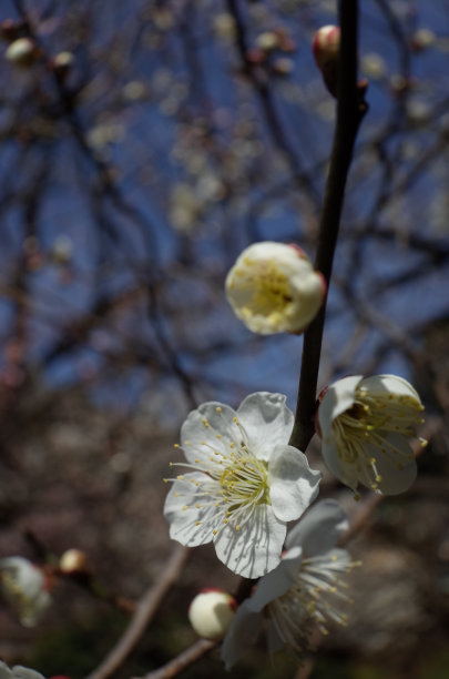 高雅的白梅花高清特写