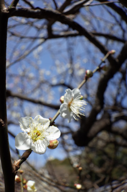 高雅的白梅花高清特写