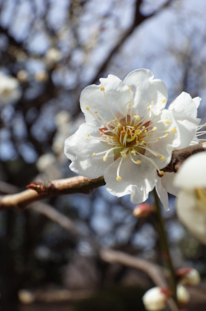 高雅的白梅花高清特写