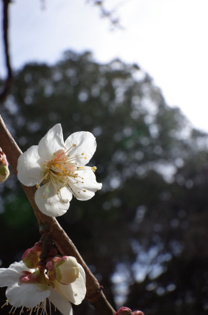 高雅的白梅花高清特写