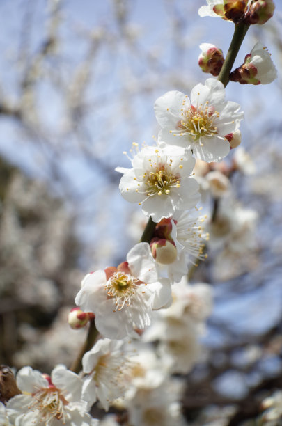 高雅的白梅花高清特写