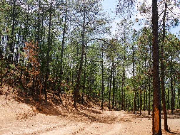 松林图片素材 松林设计素材 松林摄影作品 松林源文件下载 松林图片素材下载 松林背景素材 松林模板下载 搜索中心