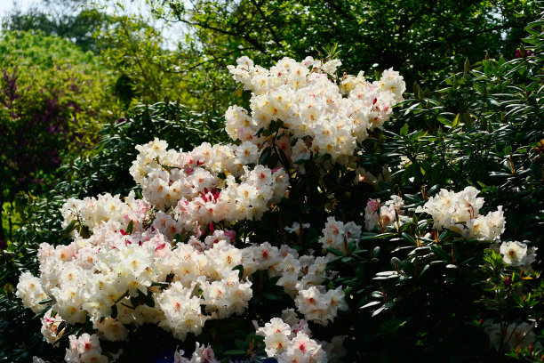 杜鹃花城