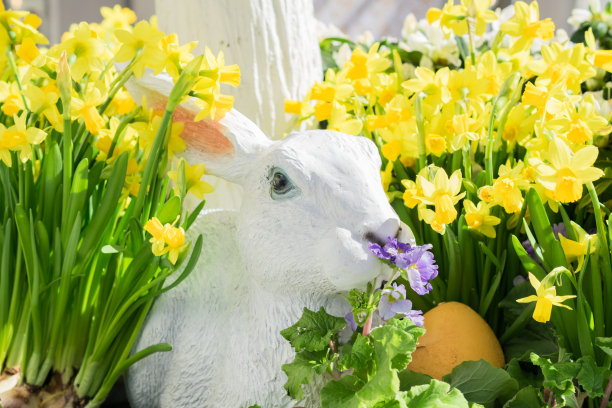 兔子造型的花朵