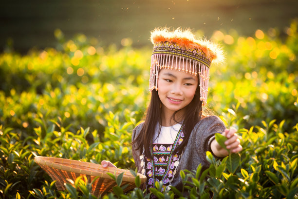 采茶的小姑娘