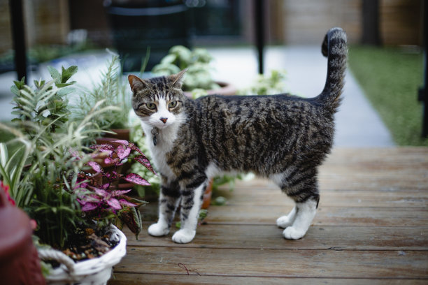 猫的阳台和绿植