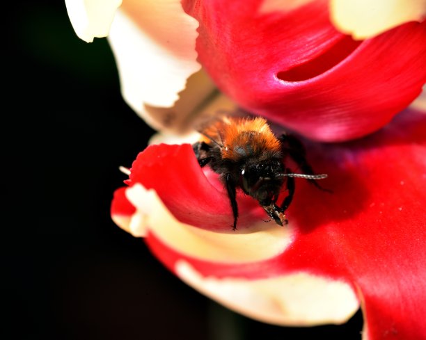 蜜蜂和粉色郁金香花蕊