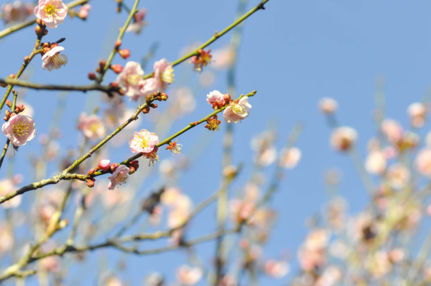 树干上的桃花