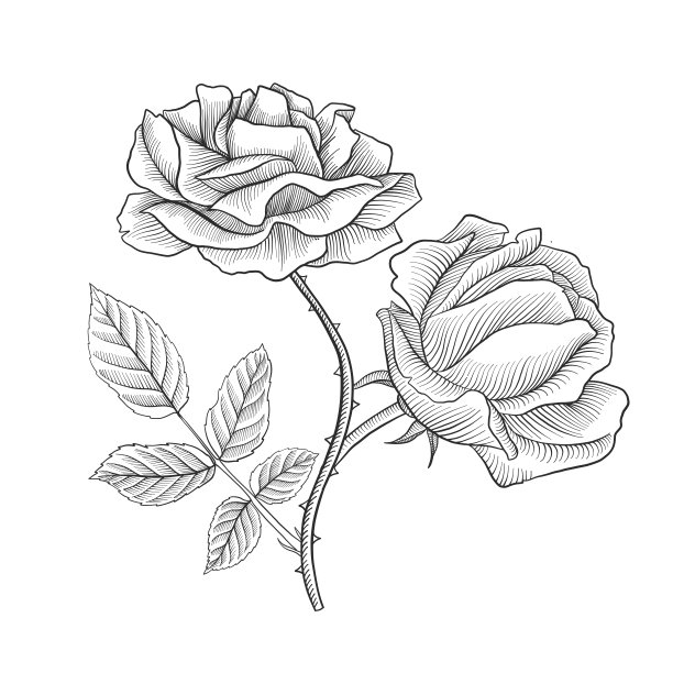 古典玫瑰花矢量图