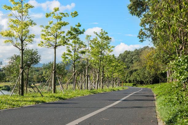 公路 大道 绿化带