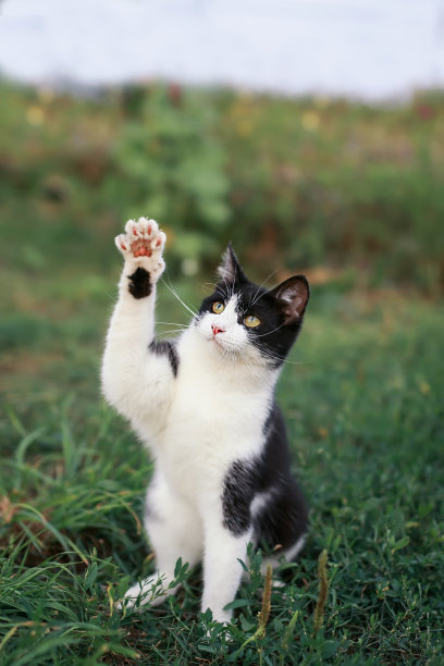 草丛里面的猫咪