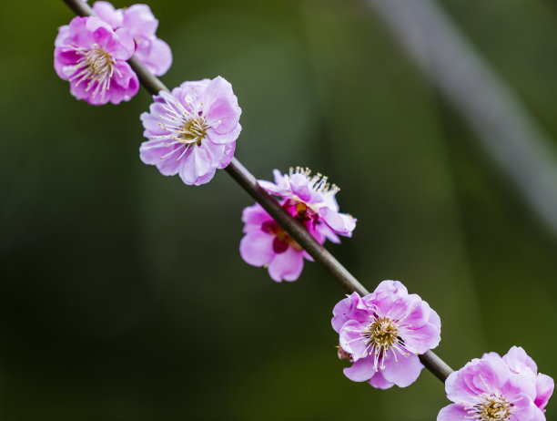 暗色调粉色梅花