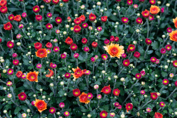 红色菊花地毯