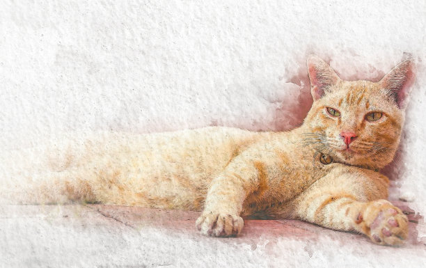 卡通彩绘可爱的猫咪橘猫