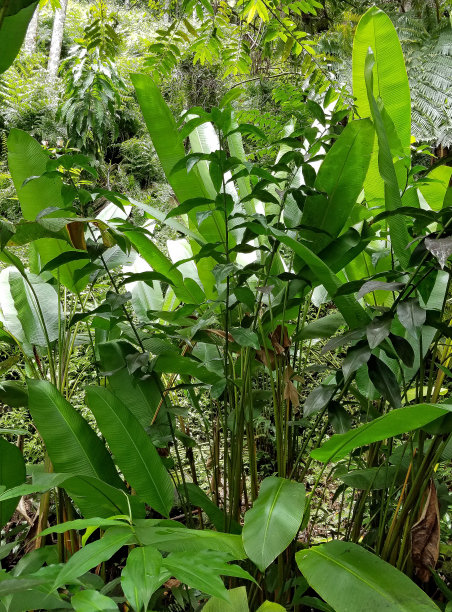 绿色植物群图片