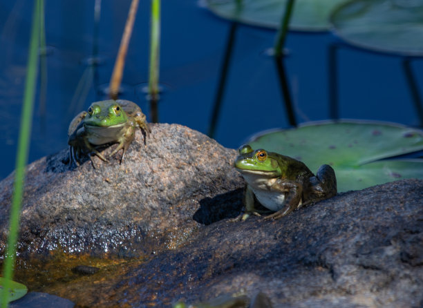 野生动物,青蛙,池塘