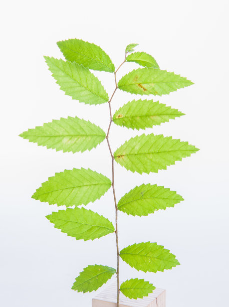 草,叶子,白色背景