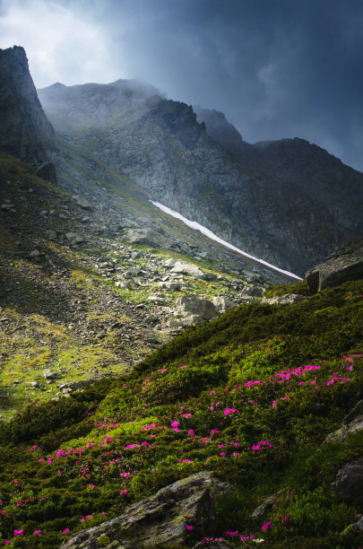 蓝天鲜花手机背景