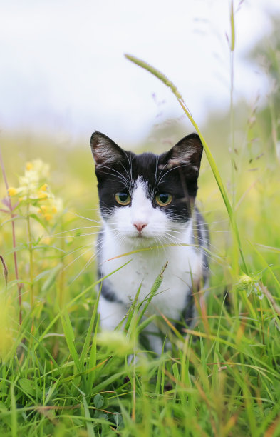 草丛里面的猫咪