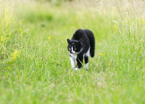 草丛里面的猫咪