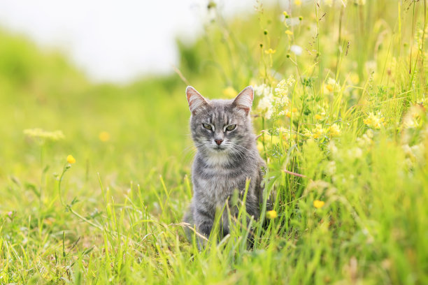 草丛里面的猫咪