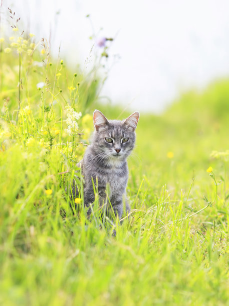 草丛里面的猫咪